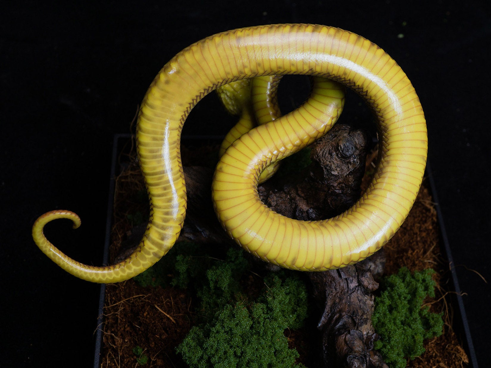 Snake Gorge Yellow Atheris squamigera Model