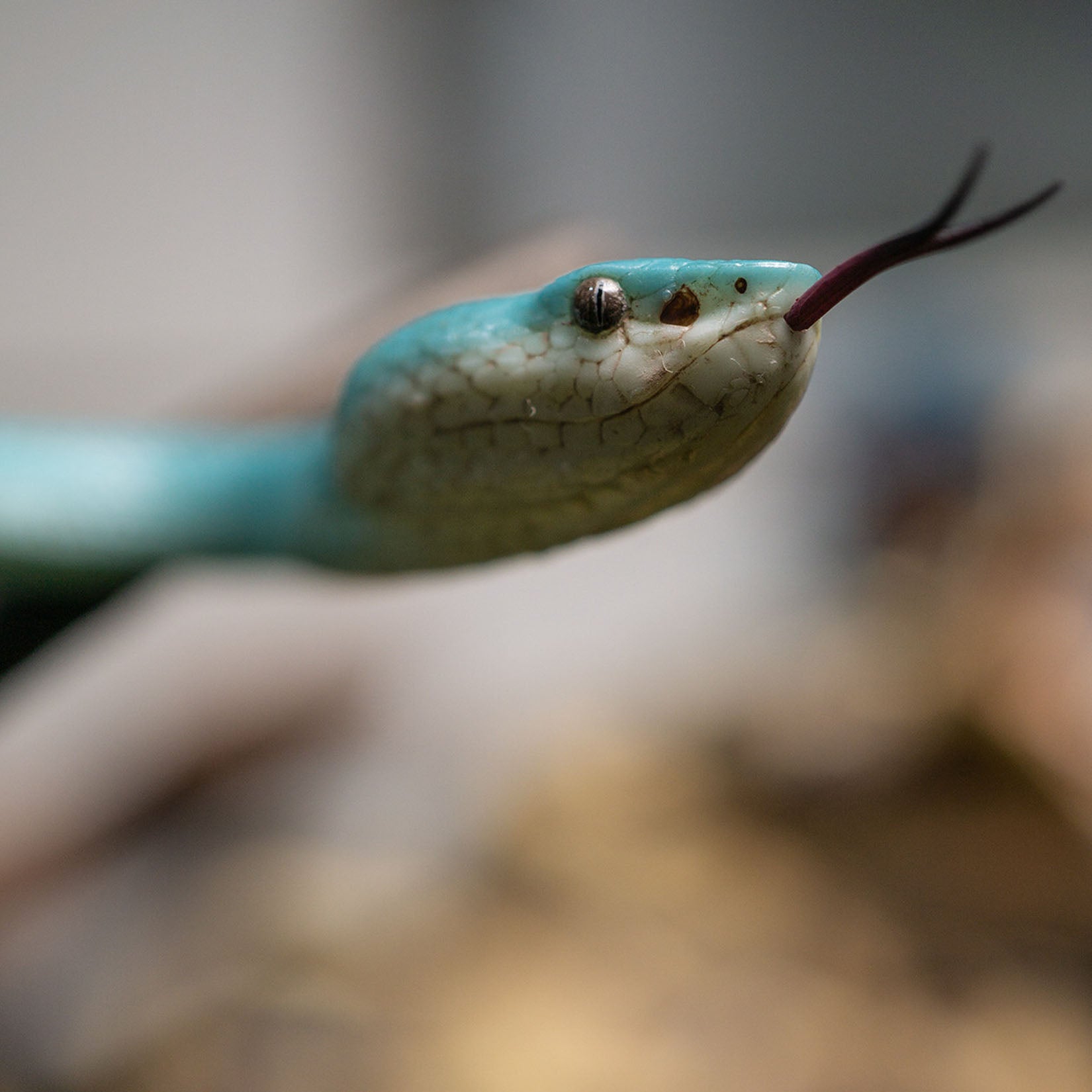 Snake Gorge Indonesian pit viper Model