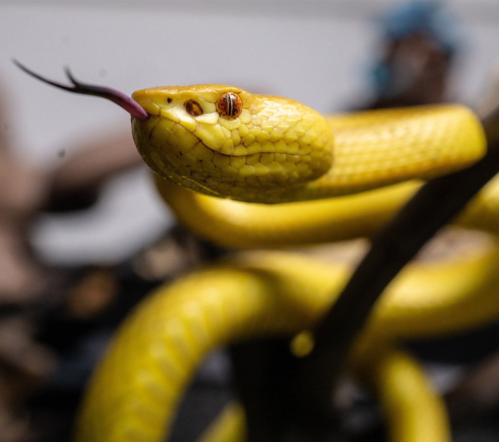 Snake Gorge Cryptelytrops cantori Model
