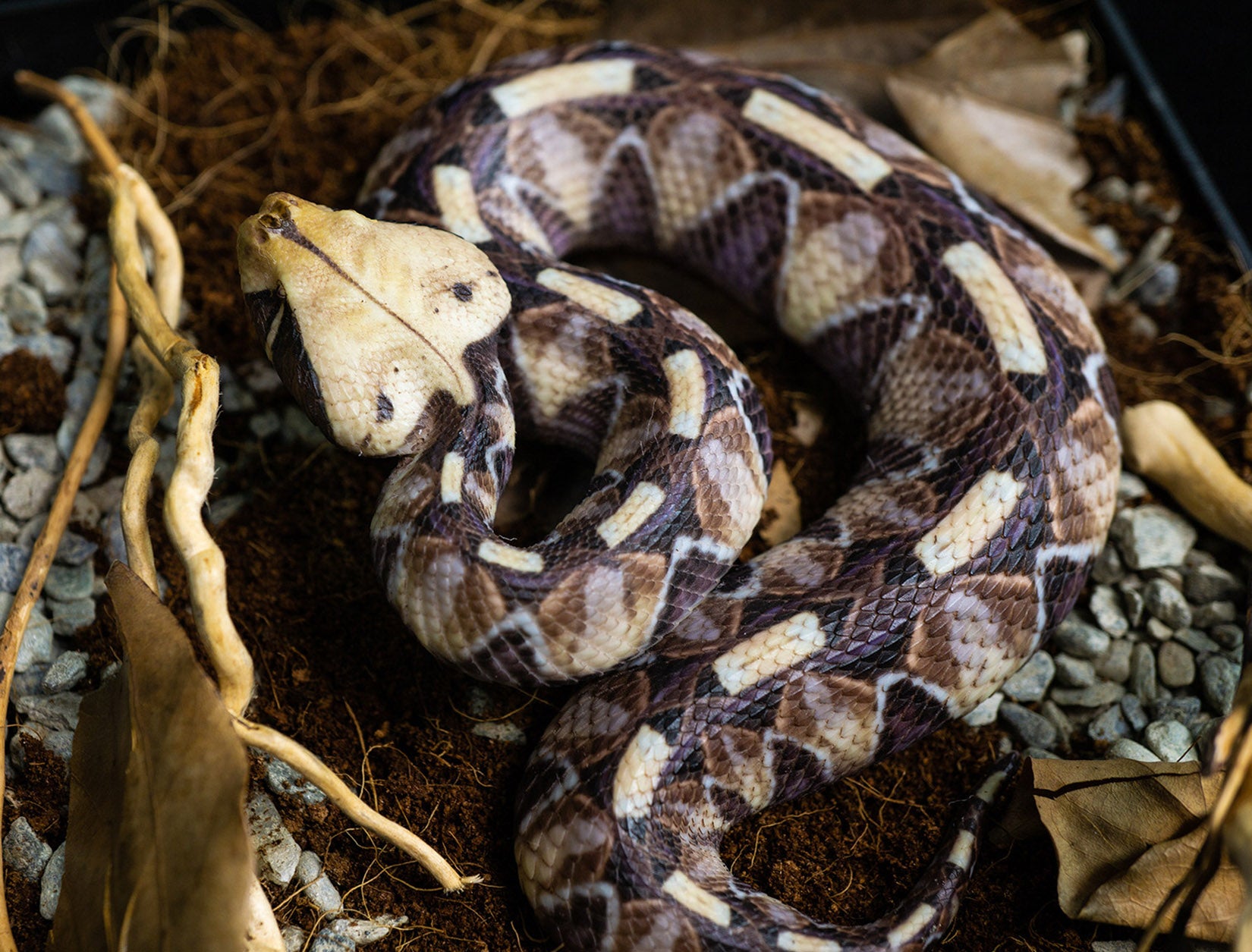Snake Gorge Gaboon viper Model