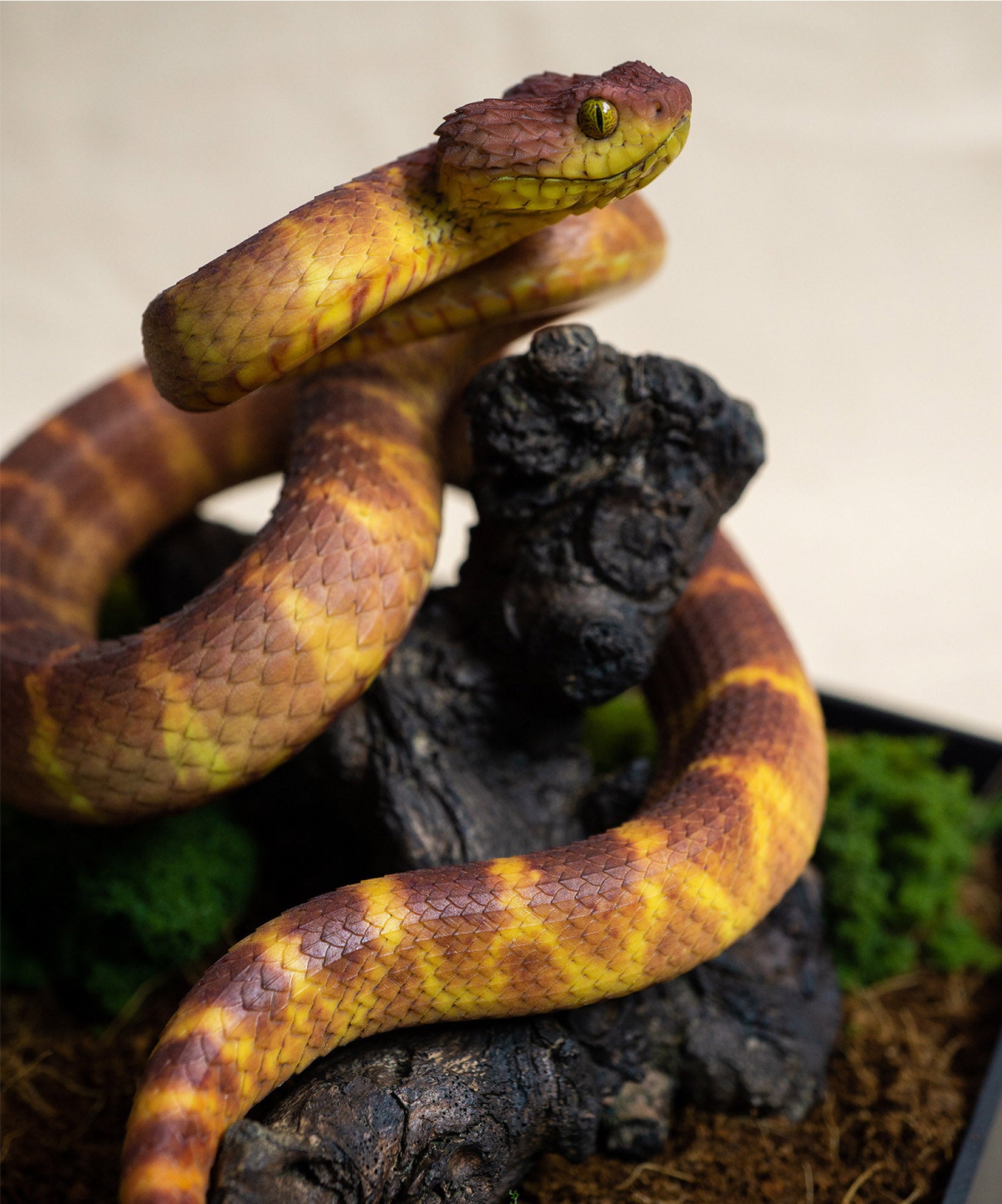 Snake Gorge Red Atheris squamigera Model