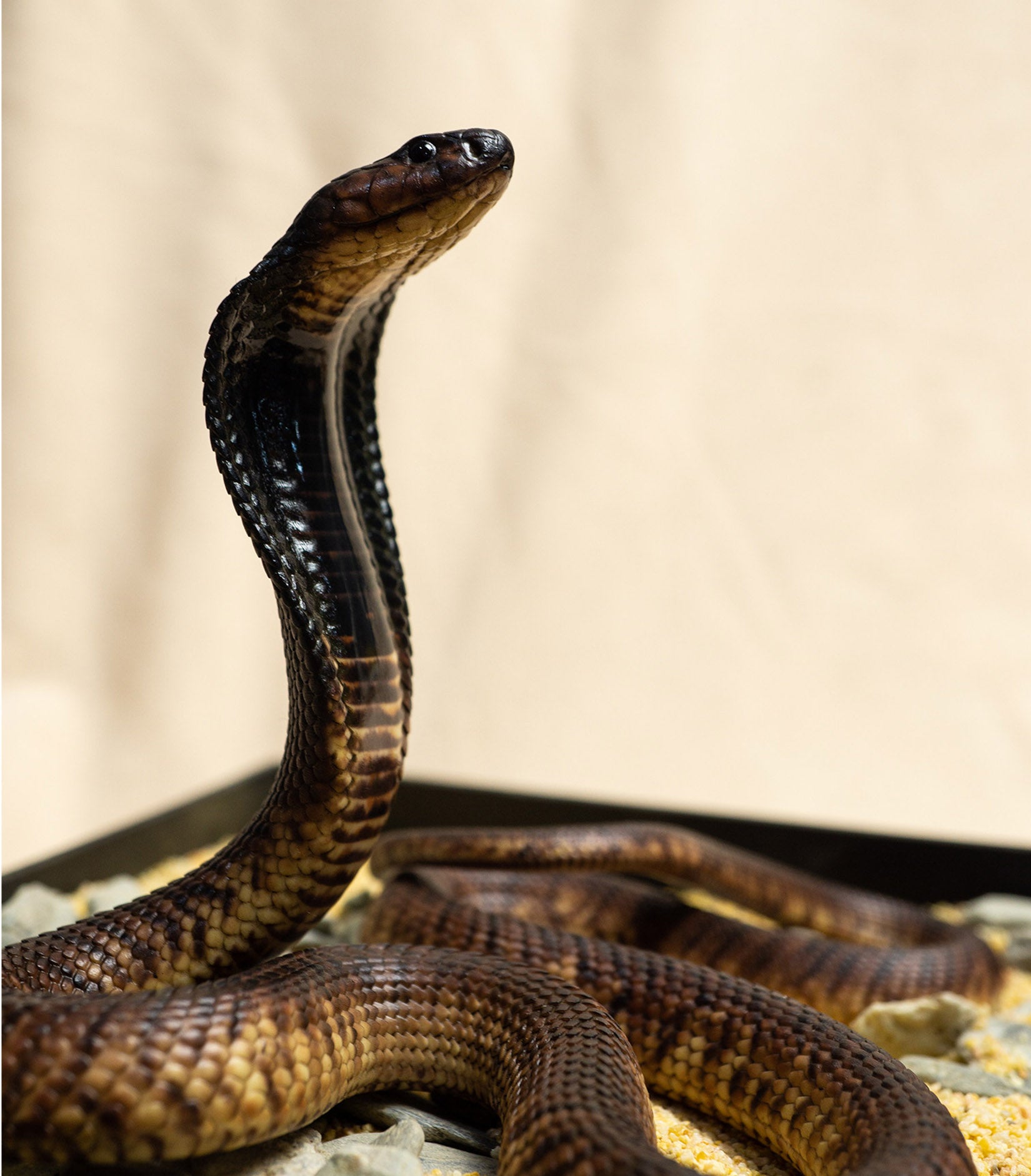 Snake Gorge Egyptian Cobra Model