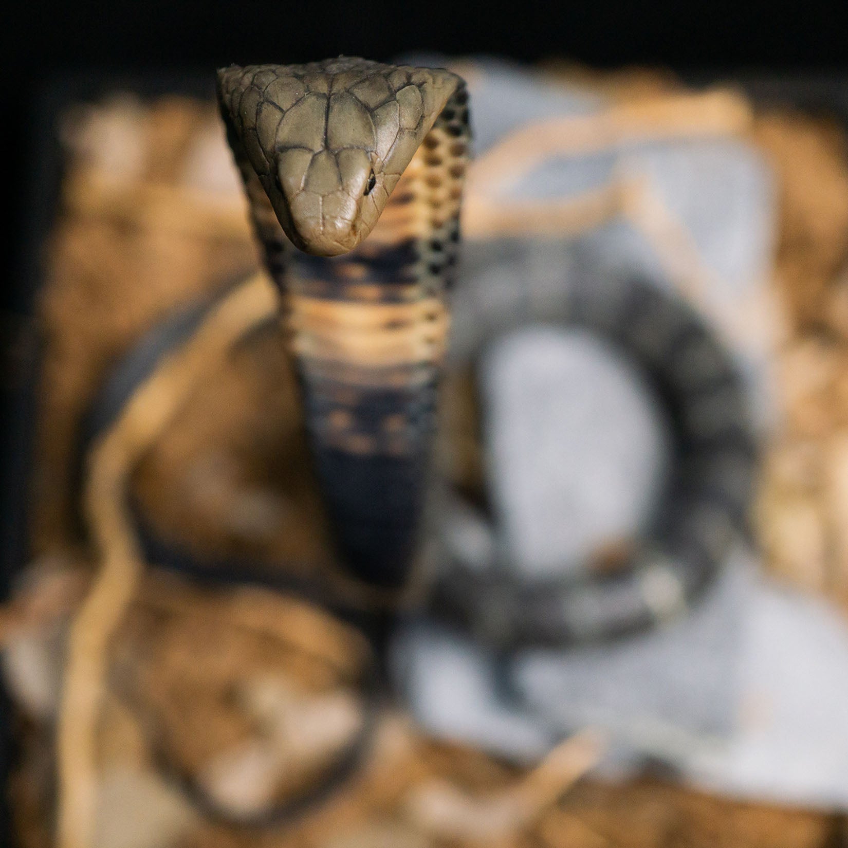 Snake Gorge King cobra Model