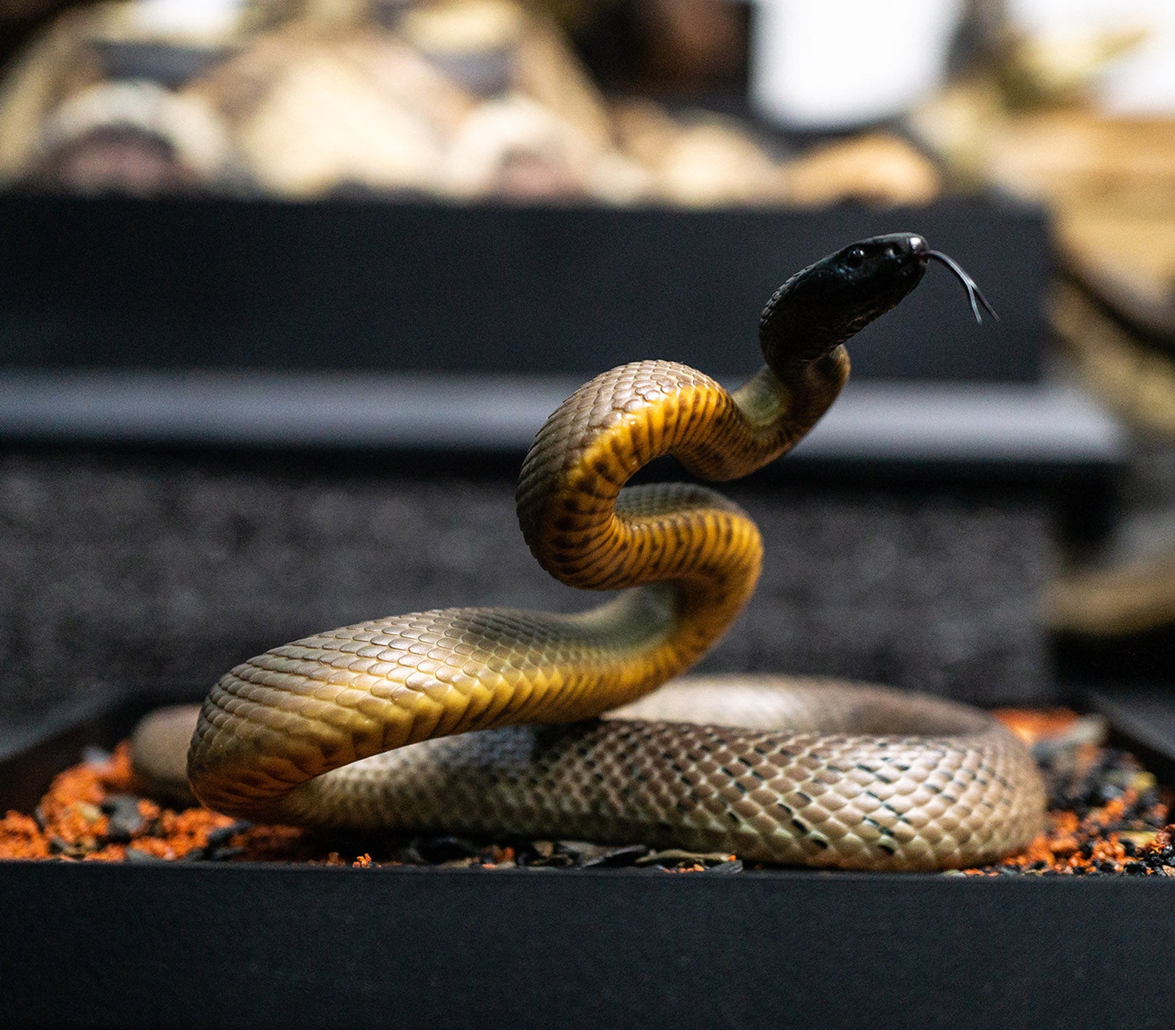 Snake Gorge Inland taipan Model