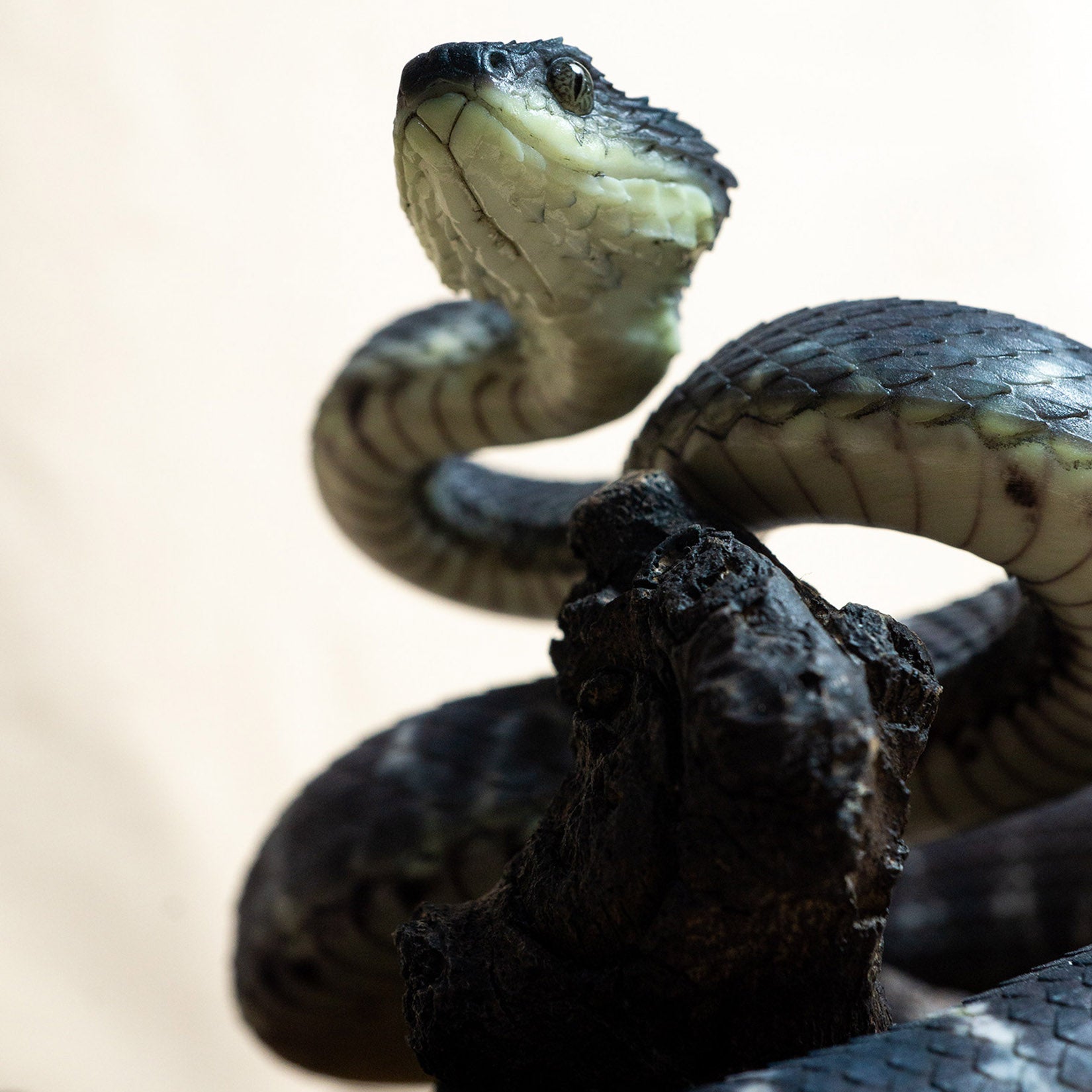 Snake Gorge Black Atheris squamigera Model