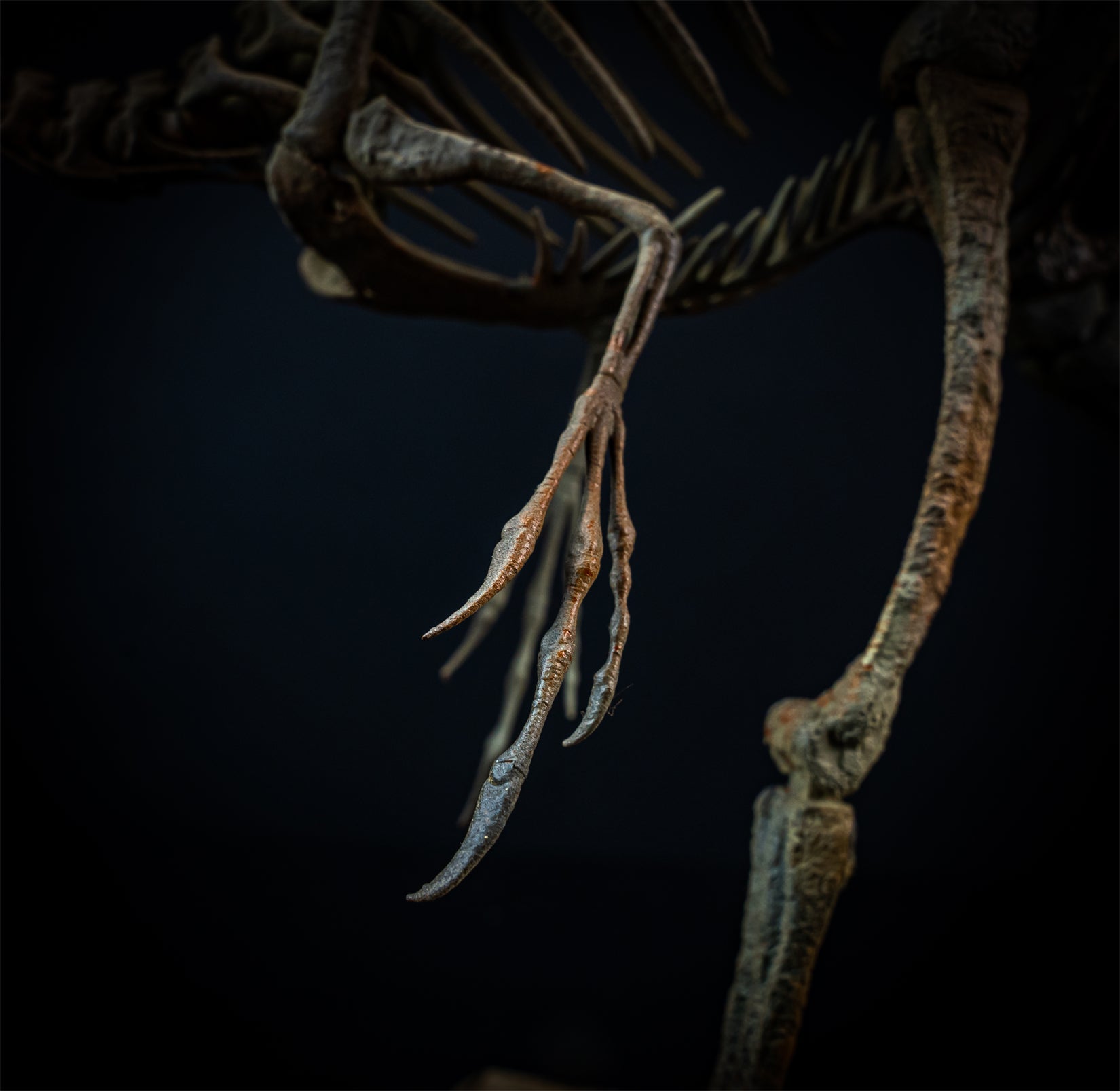 Nova Studio 1/1 Scale Compsognathus longipes Skeleton Model
