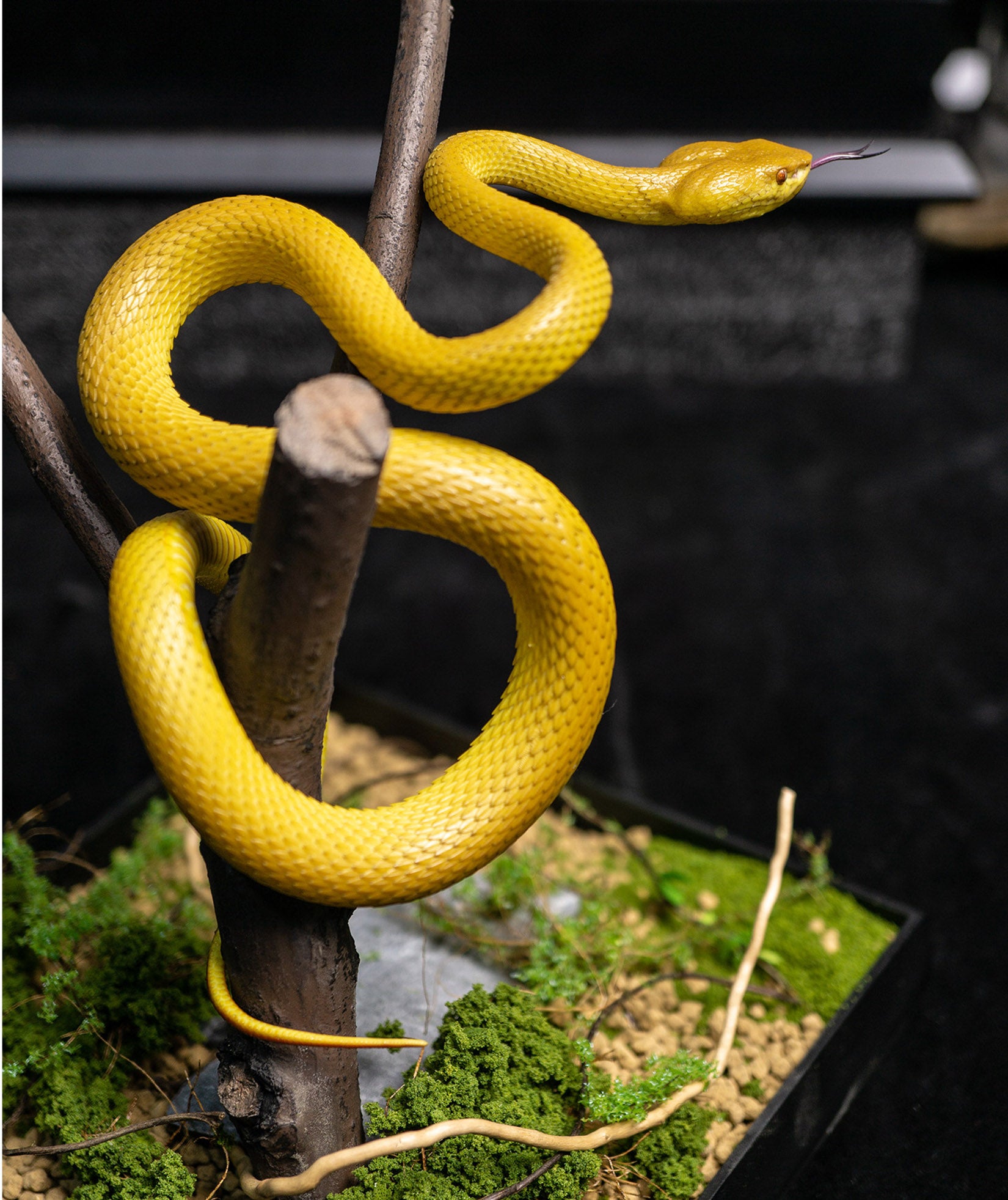 Snake Gorge Cryptelytrops cantori Model