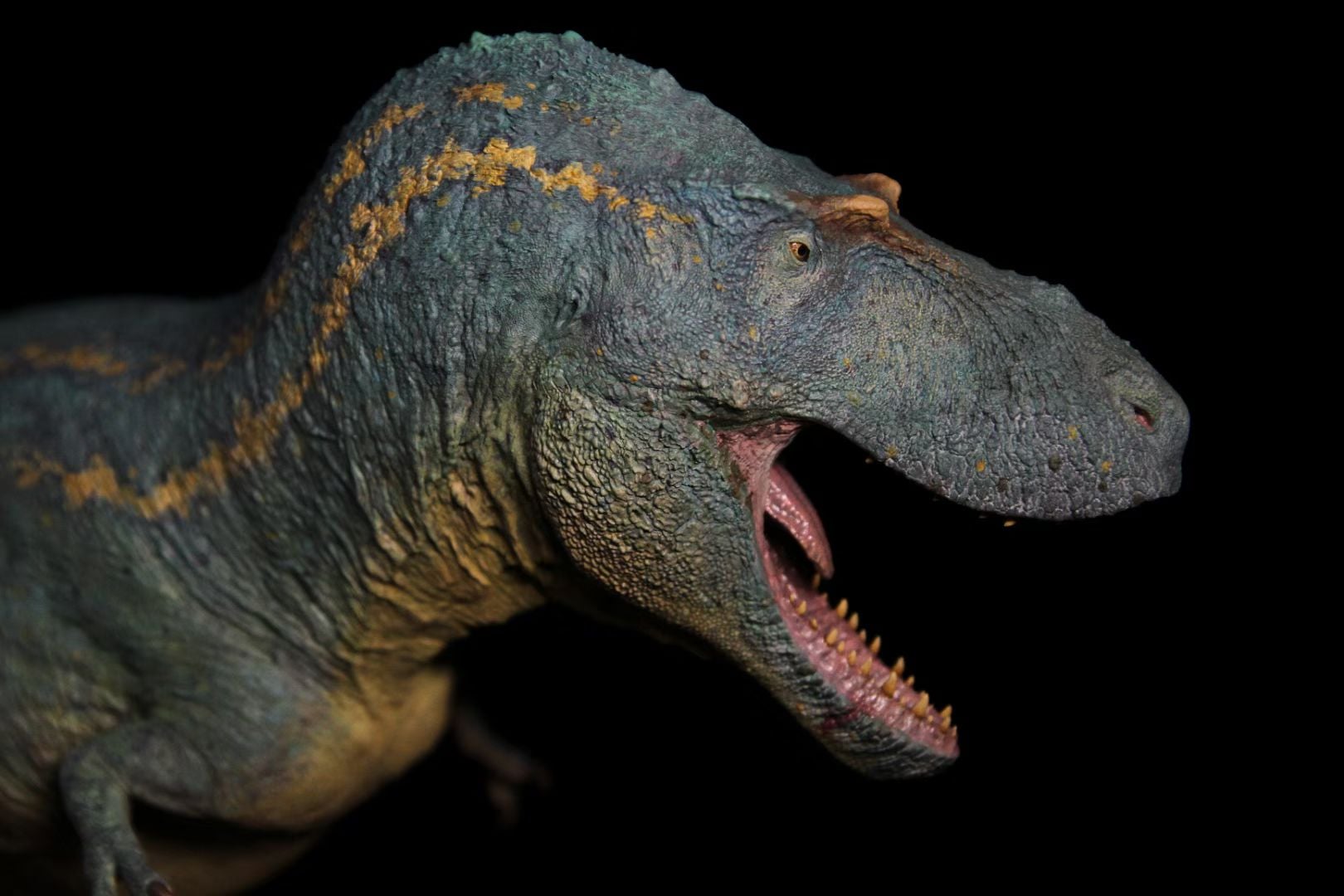 SHOWANNA 1/15 Scale Albertosaurus Eotriceratops Model