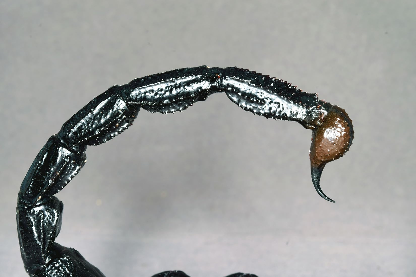 Nirvana Natural Studio Emperor scorpion Fridge Magnets Figure