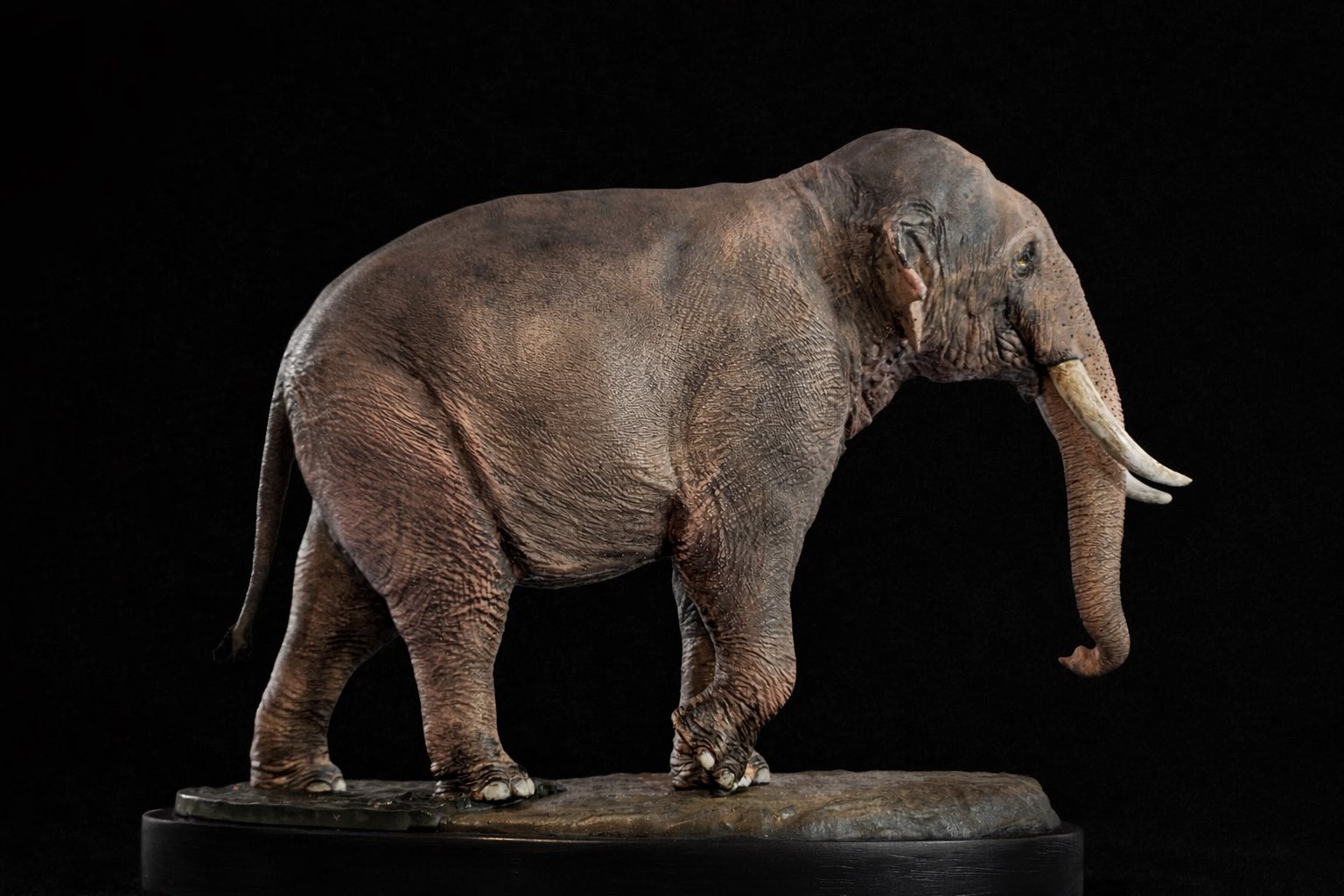 The Crocs Man Studio Asian Elephant Model