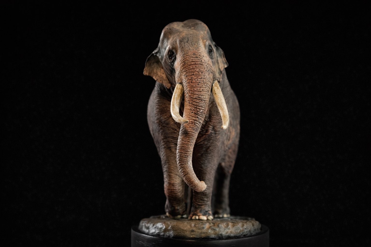 The Crocs Man Studio Asian Elephant Model