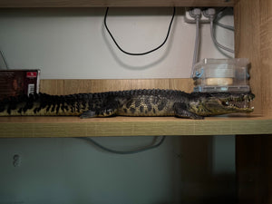 Lolong 1/10 Scale Estuarine Crocodile Model