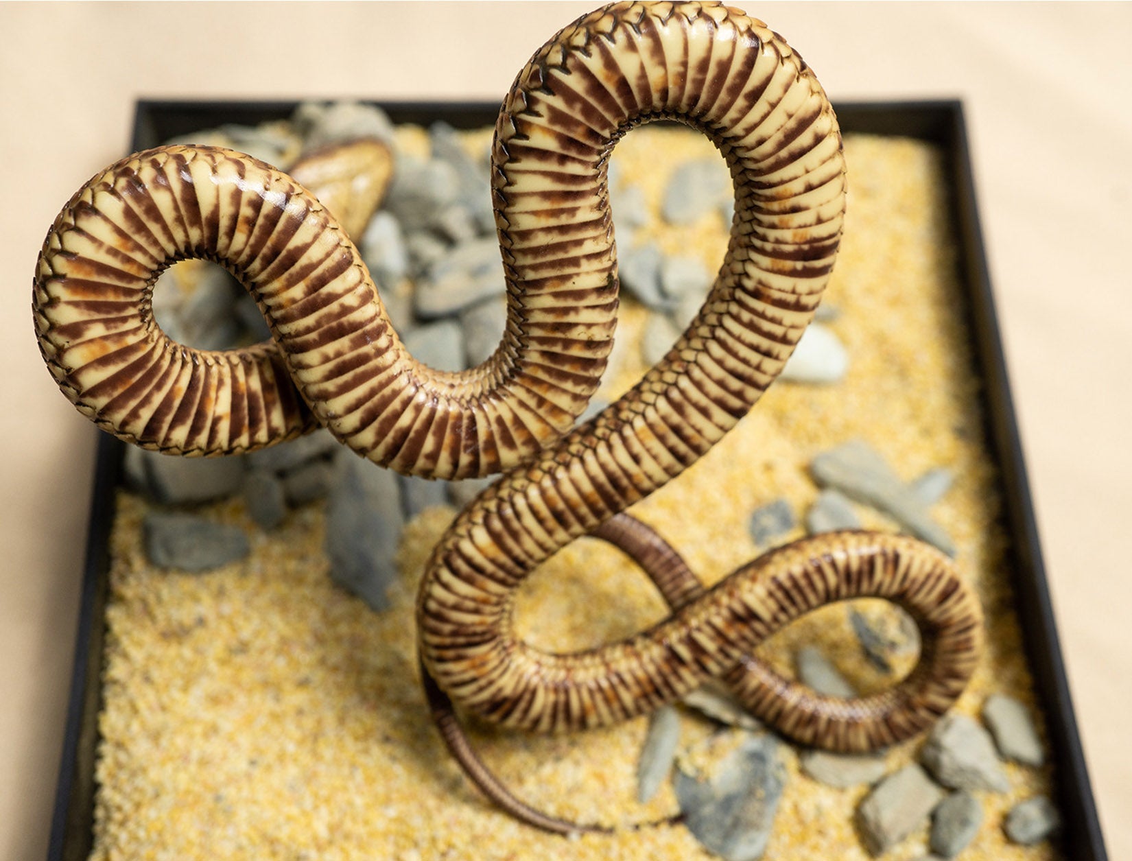 Snake Gorge Egyptian Cobra Model