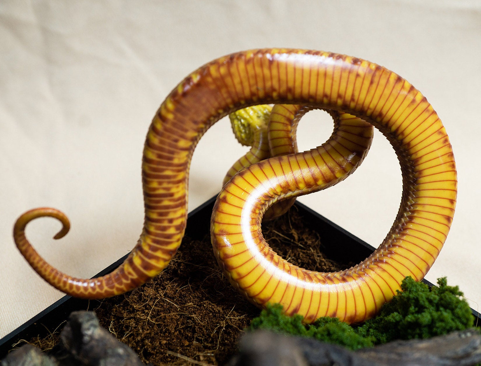 Snake Gorge Red Atheris squamigera Model