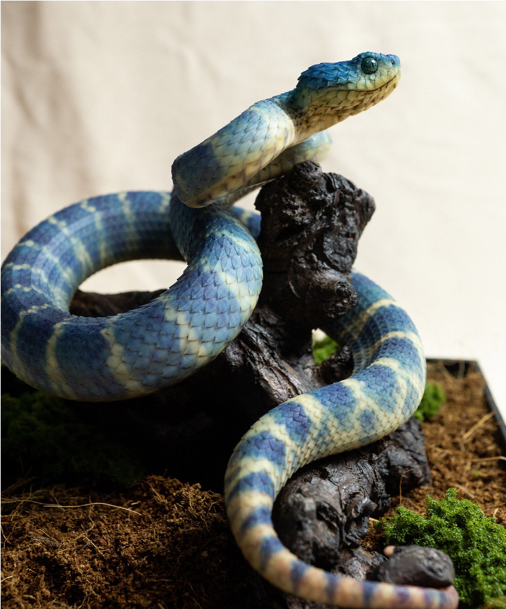 Snake Gorge Blue Atheris squamigera Model