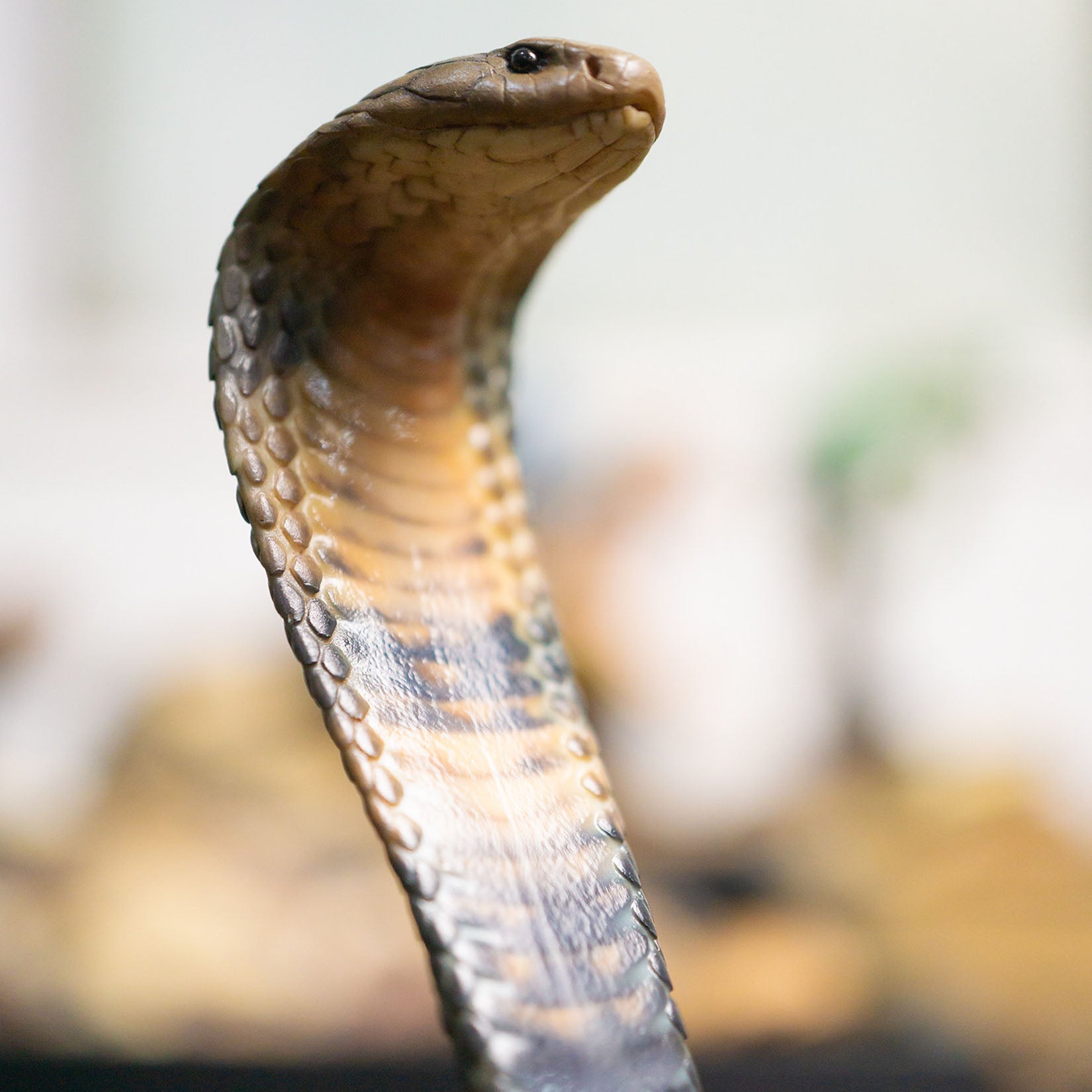 Snake Gorge King cobra Model