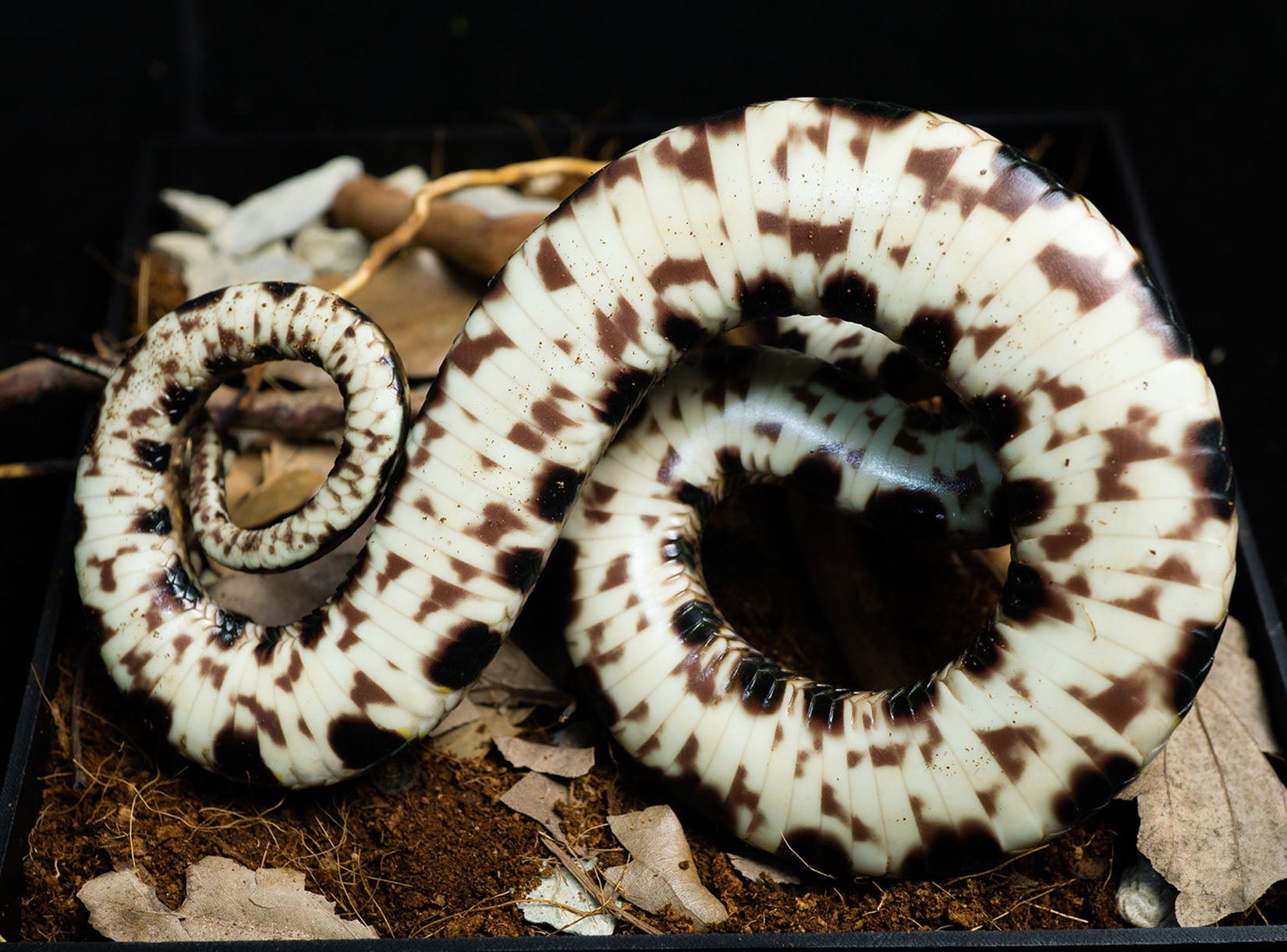 Snake Gorge Chinese Moccasin Attack version Model