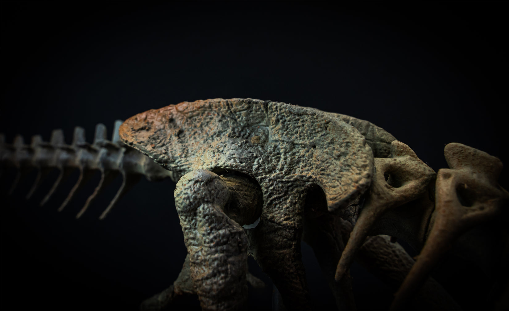 Nova Studio 1/1 Scale Compsognathus longipes Skeleton Model