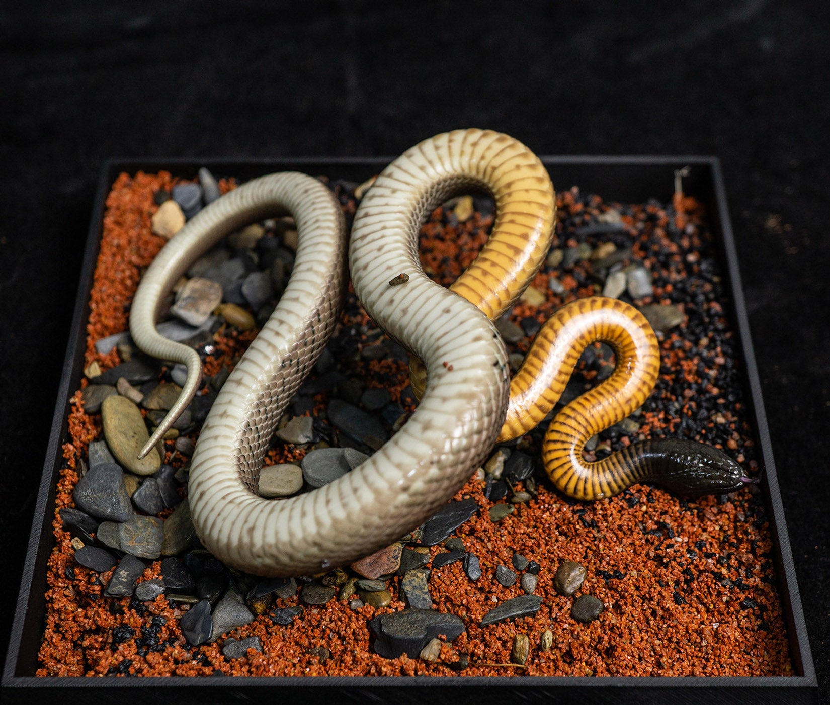 Snake Gorge Inland taipan Model