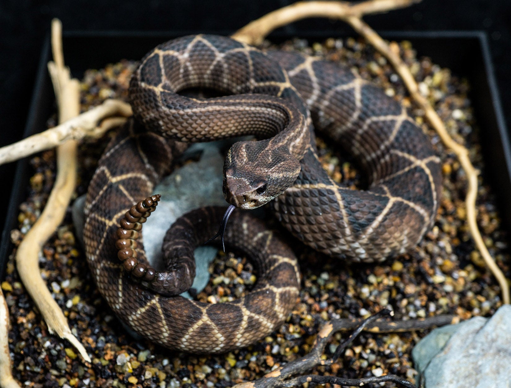 Snake Gorge Crotalus durissus Model
