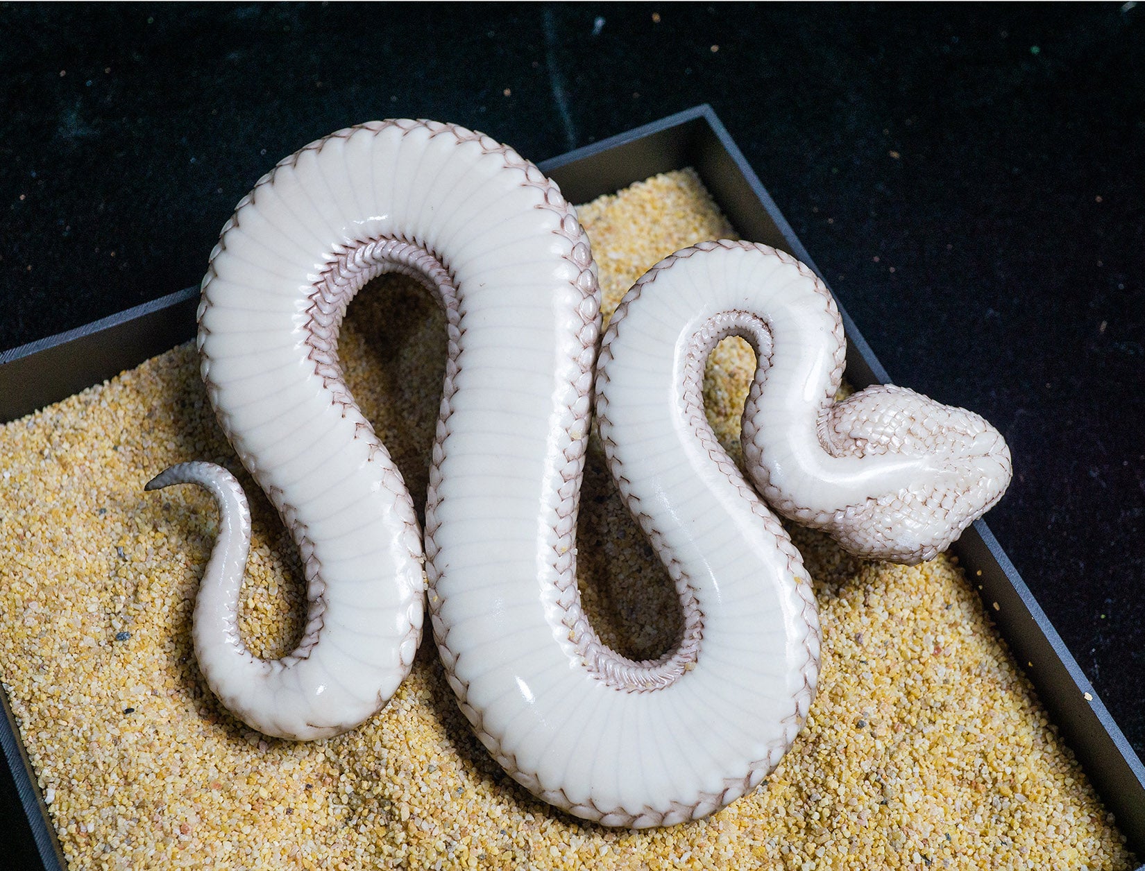 Snake Gorge Saharan horned viper Model