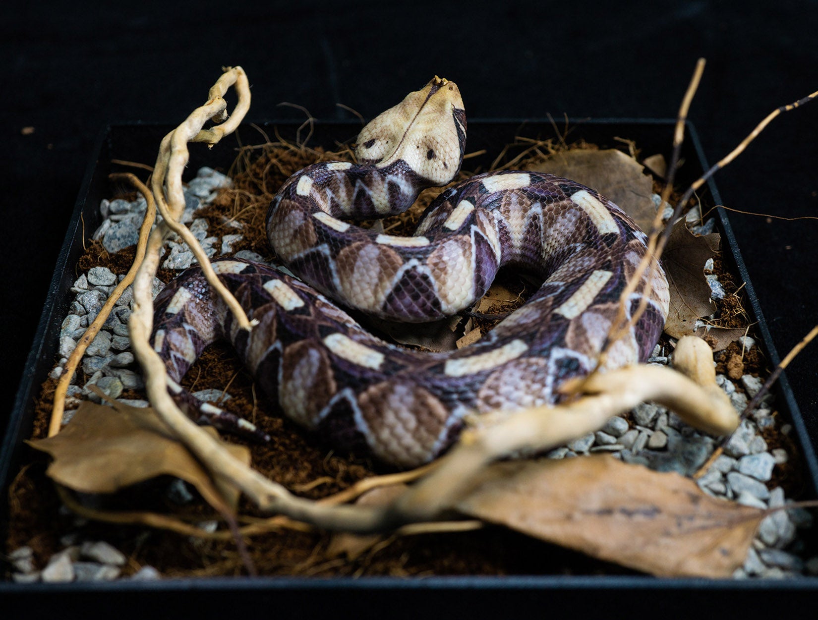 Snake Gorge Gaboon viper Model