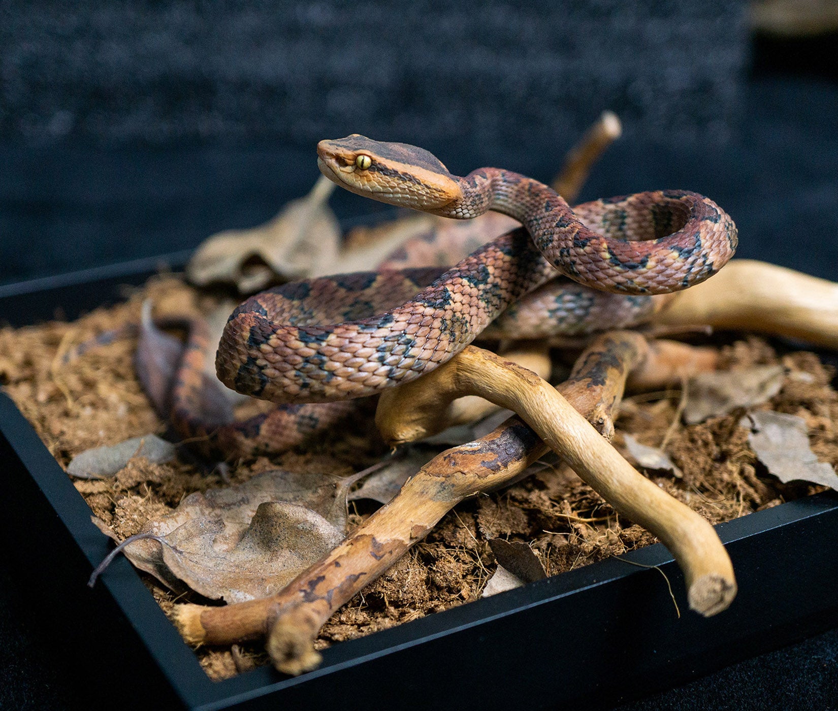 Snake Gorge Protobothrops mucrosquamatus Model