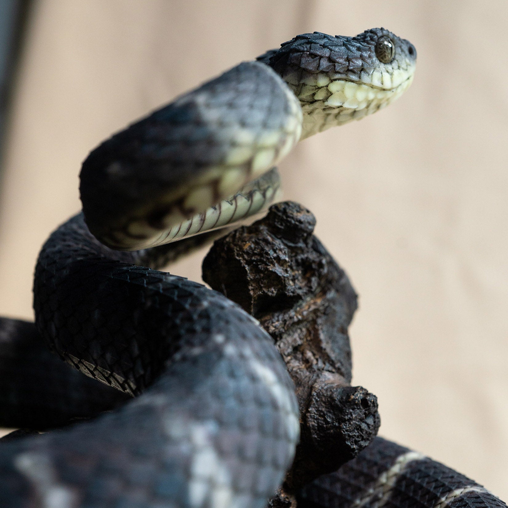 Snake Gorge Black Atheris squamigera Model
