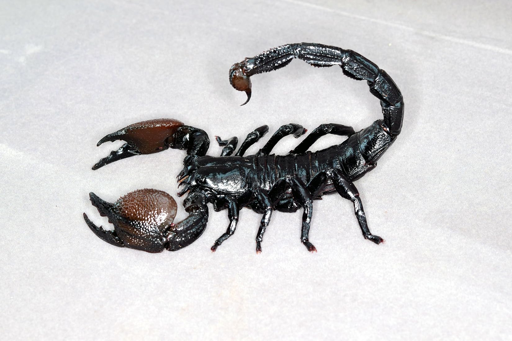 Nirvana Natural Studio Emperor scorpion Fridge Magnets Figure