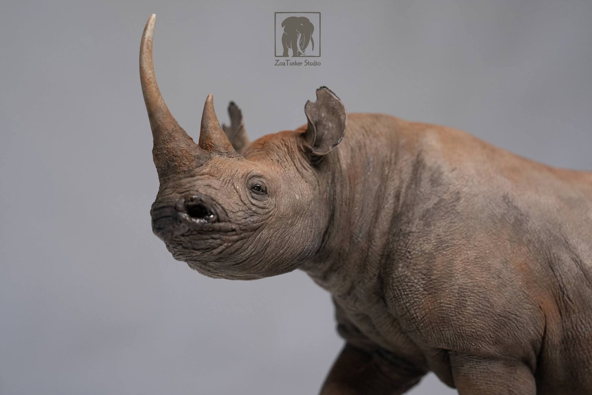 ZoaTusker Studio Black Rhinoceros Model