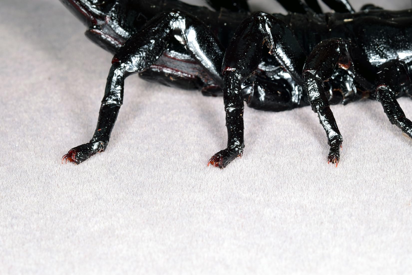 Nirvana Natural Studio Emperor scorpion Fridge Magnets Figure