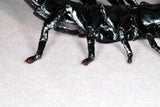 Nirvana Natural Studio Emperor scorpion Fridge Magnets Figure