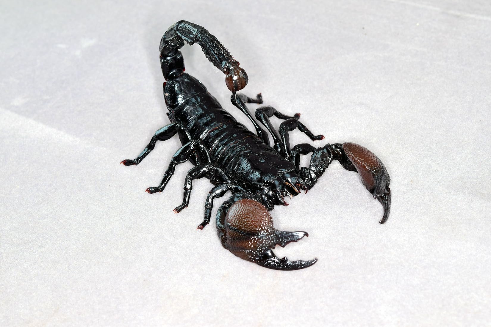 Nirvana Natural Studio Emperor scorpion Fridge Magnets Figure