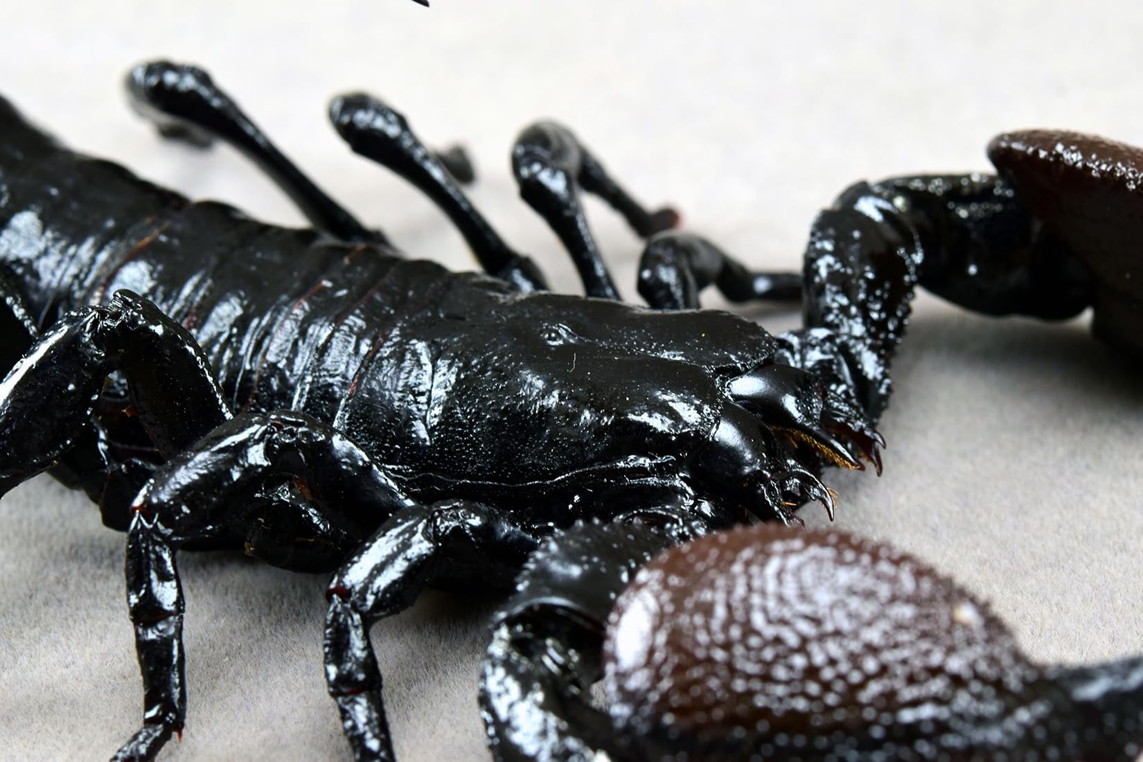 Nirvana Natural Studio Emperor scorpion Fridge Magnets Figure