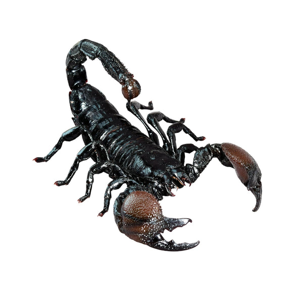 Nirvana Natural Studio Emperor scorpion Fridge Magnets Figure