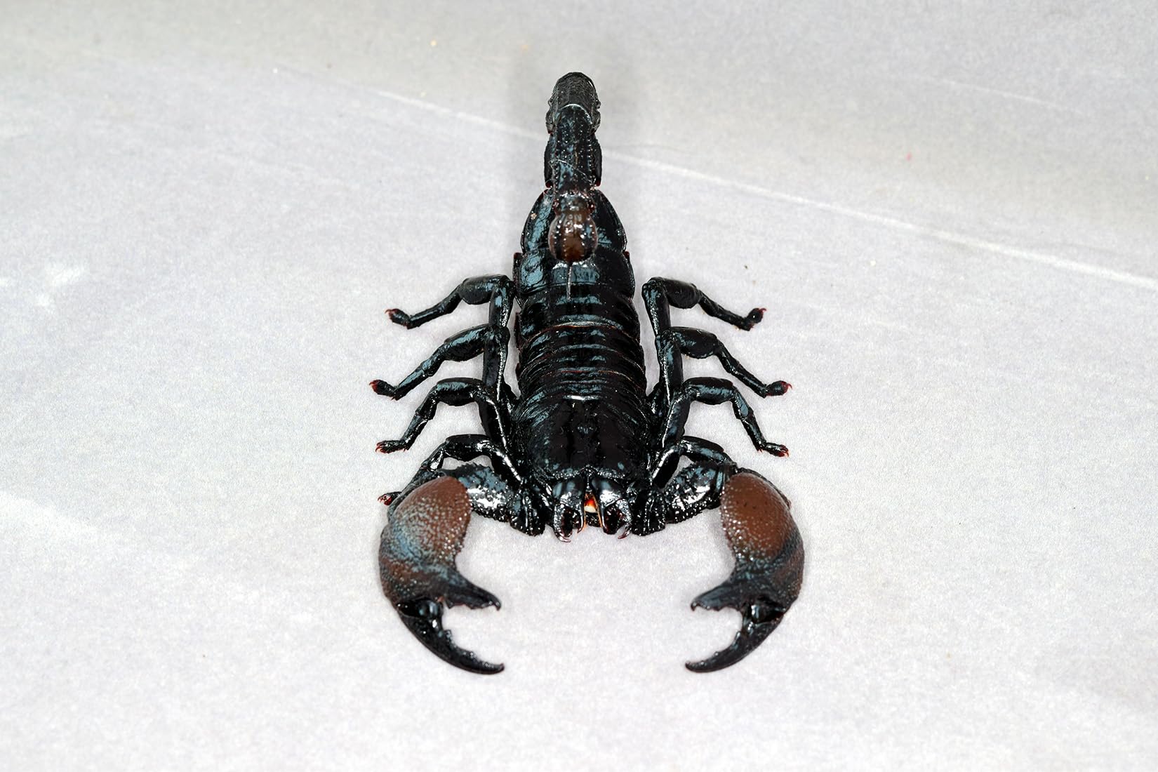 Nirvana Natural Studio Emperor scorpion Fridge Magnets Figure