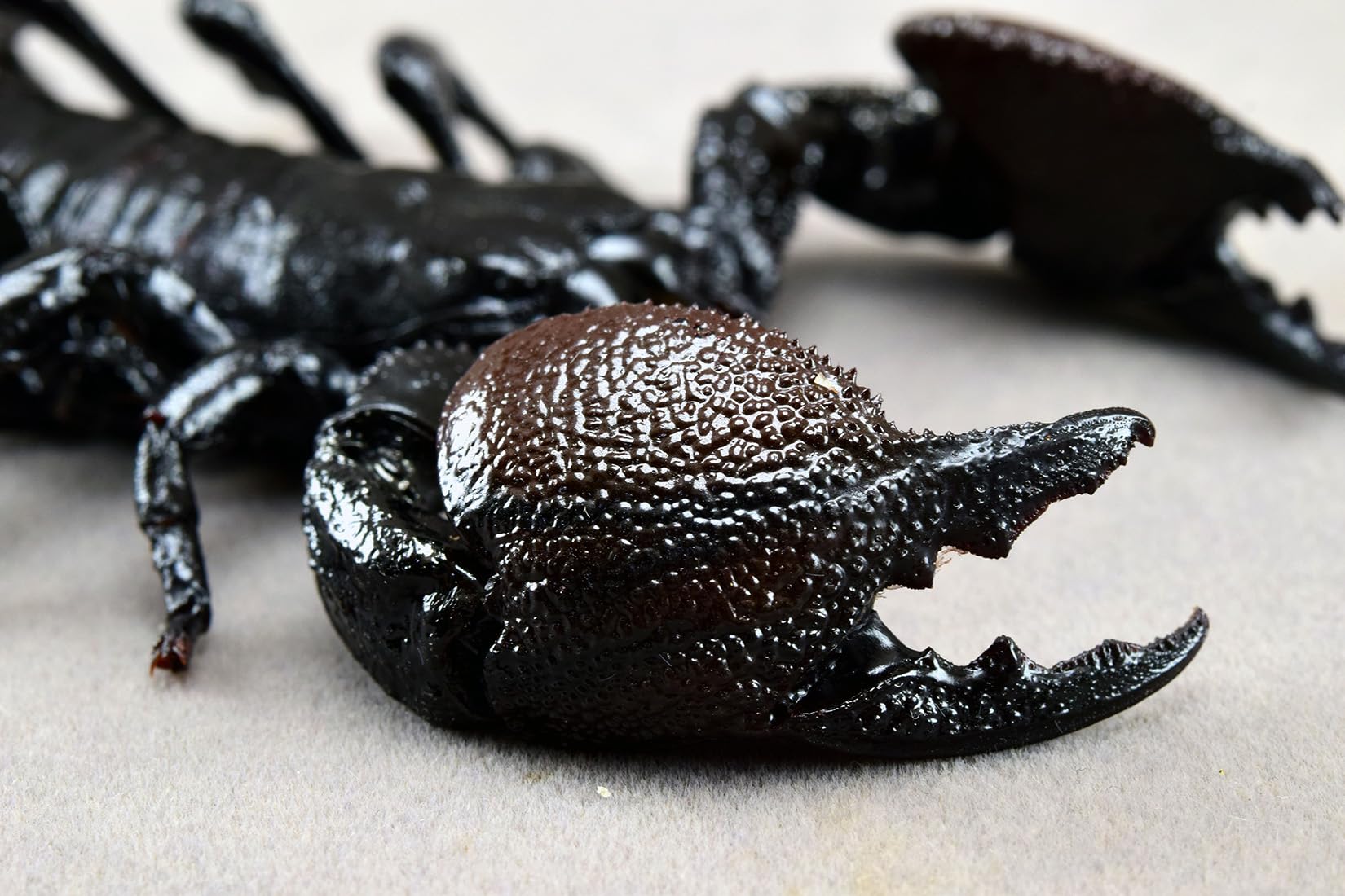 Nirvana Natural Studio Emperor scorpion Fridge Magnets Figure