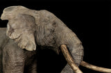 De CLAY Studio African Elephant battling bulls Statue