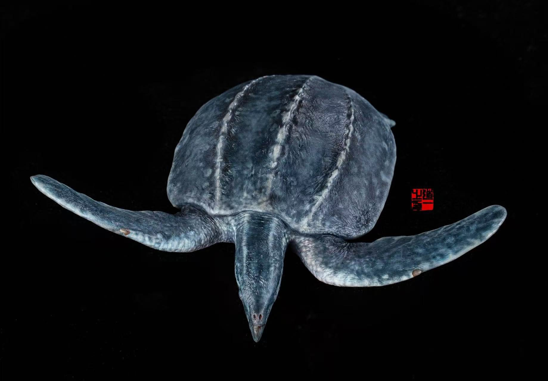 Cen DaoYi Studio 1:20 Scale Archelon ischyros Model