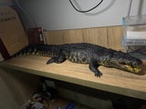 Lolong 1/10 Scale Estuarine Crocodile Model