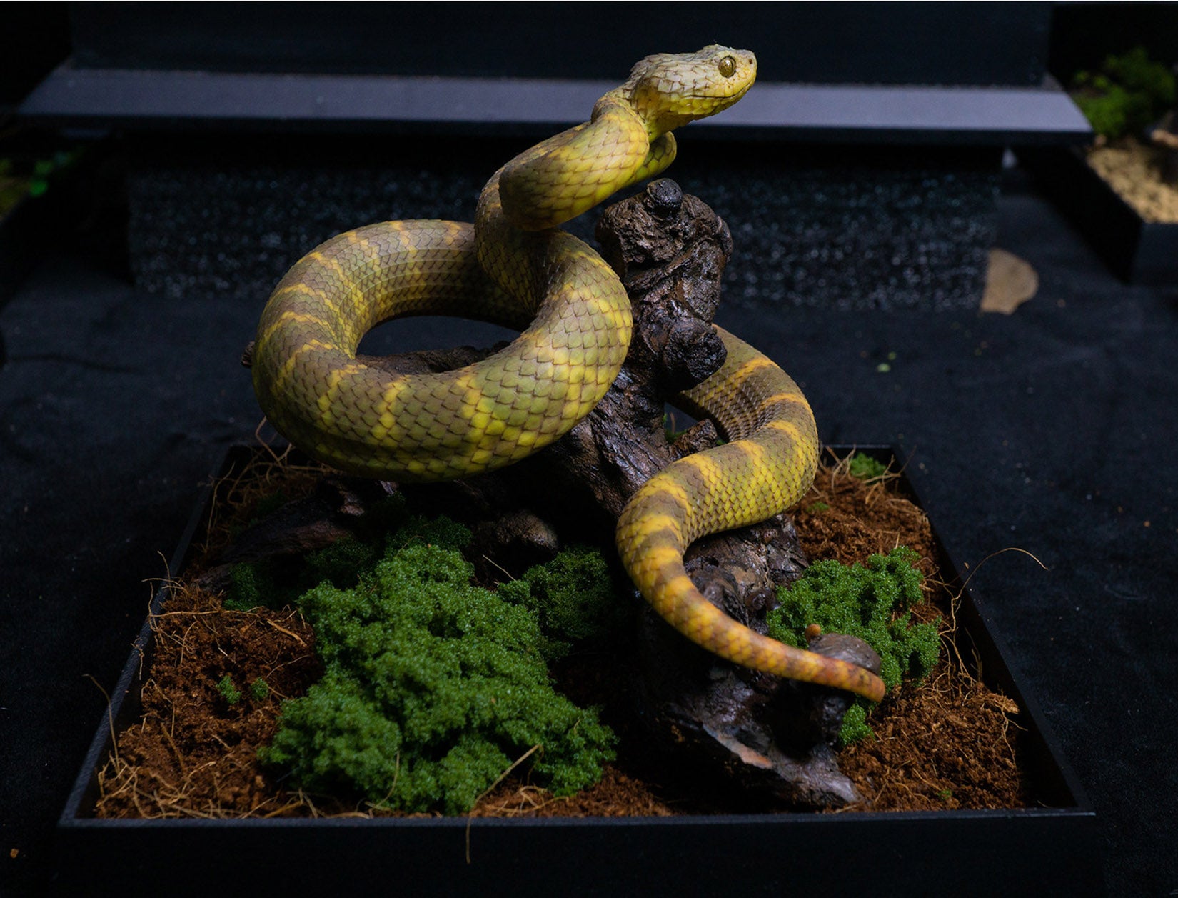 Snake Gorge Yellow Atheris squamigera Model