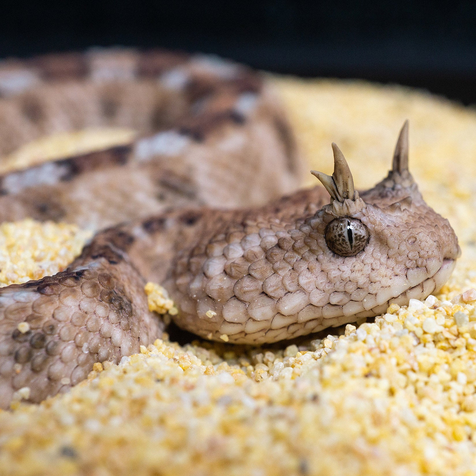 Snake Gorge Saharan horned viper Model