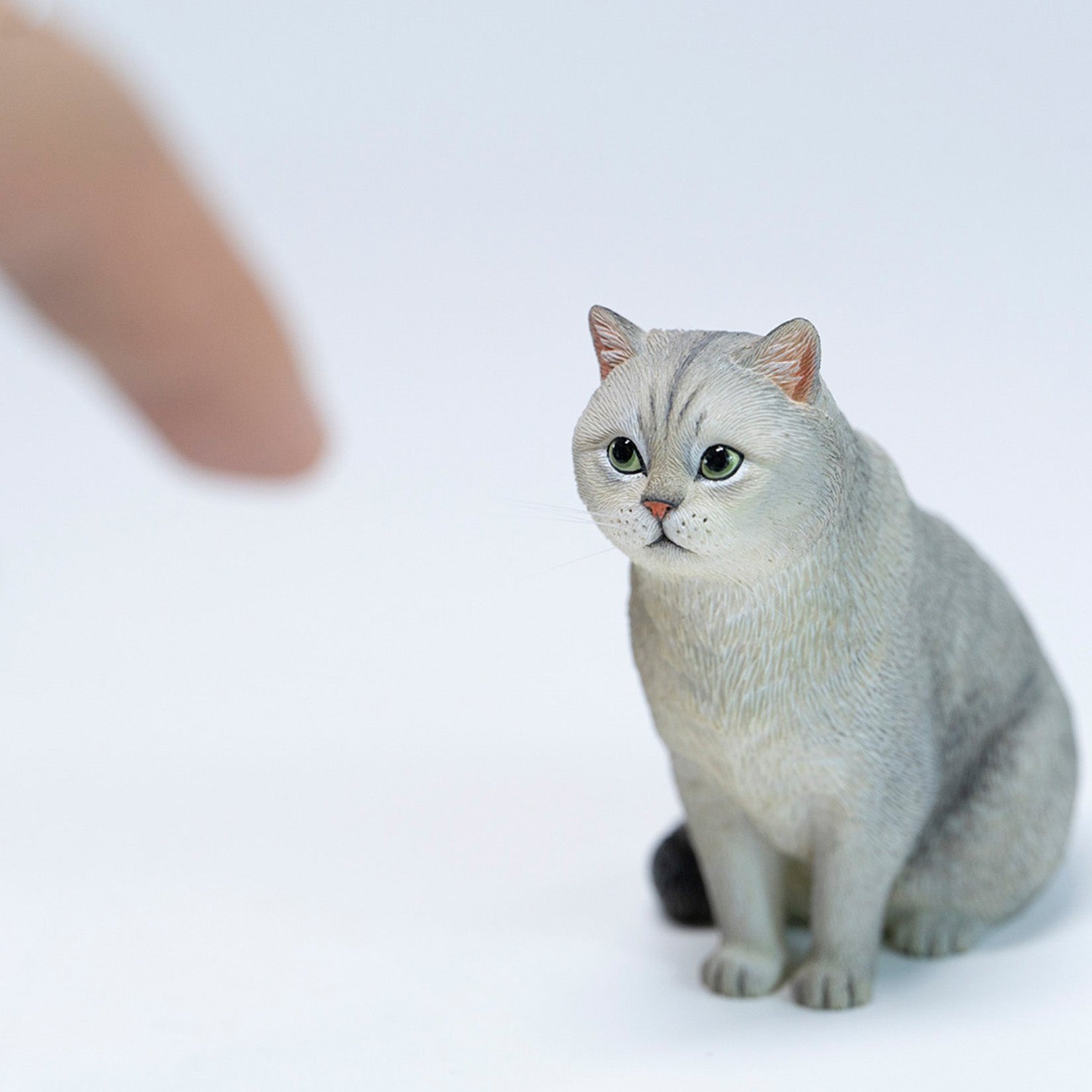 JXK Studio British Shorthair Cat Model