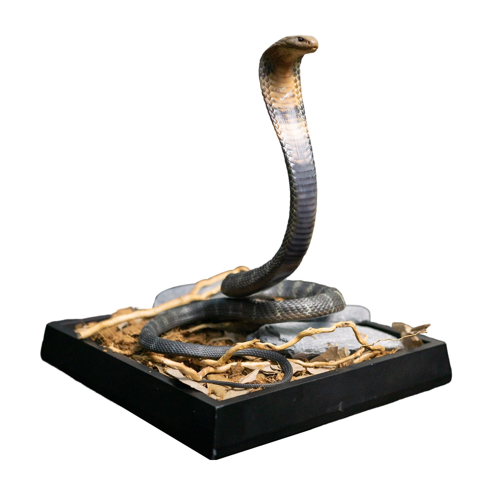 Snake Gorge King cobra Model