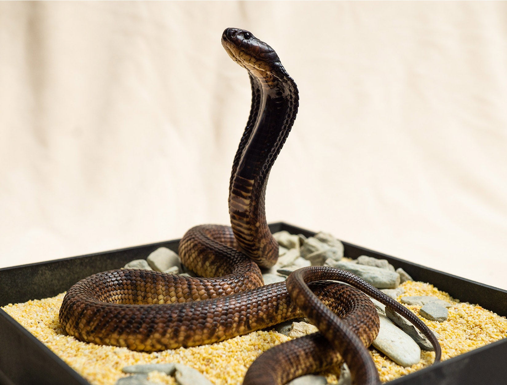 Snake Gorge Egyptian Cobra Model