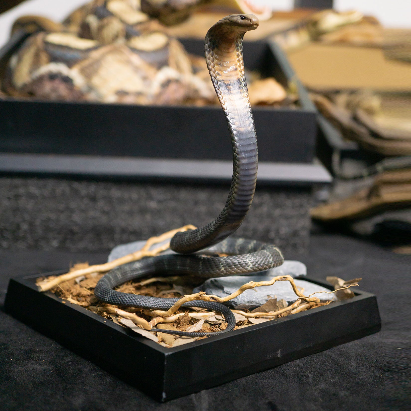 Snake Gorge King cobra Model