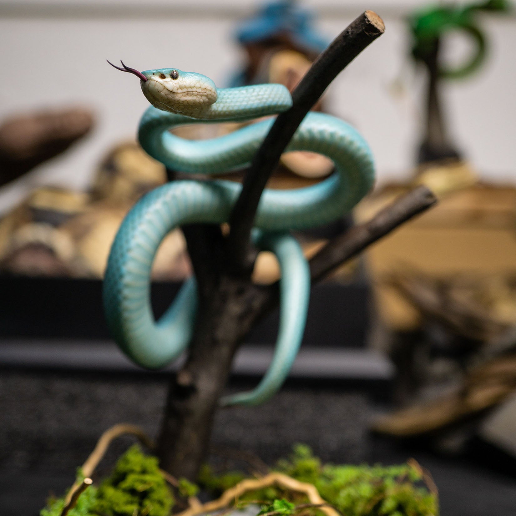 Snake Gorge Indonesian pit viper Model