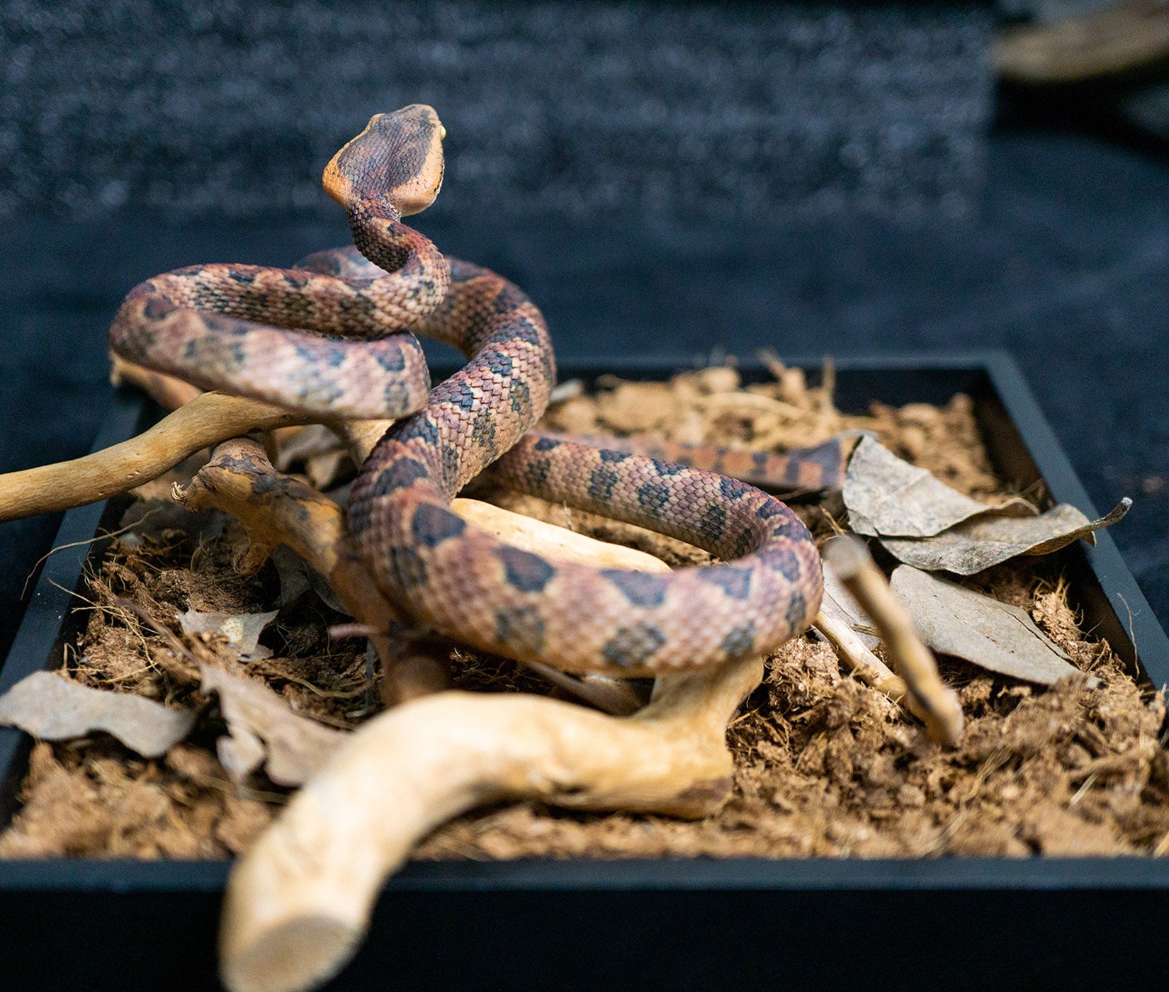 Snake Gorge Protobothrops mucrosquamatus Model