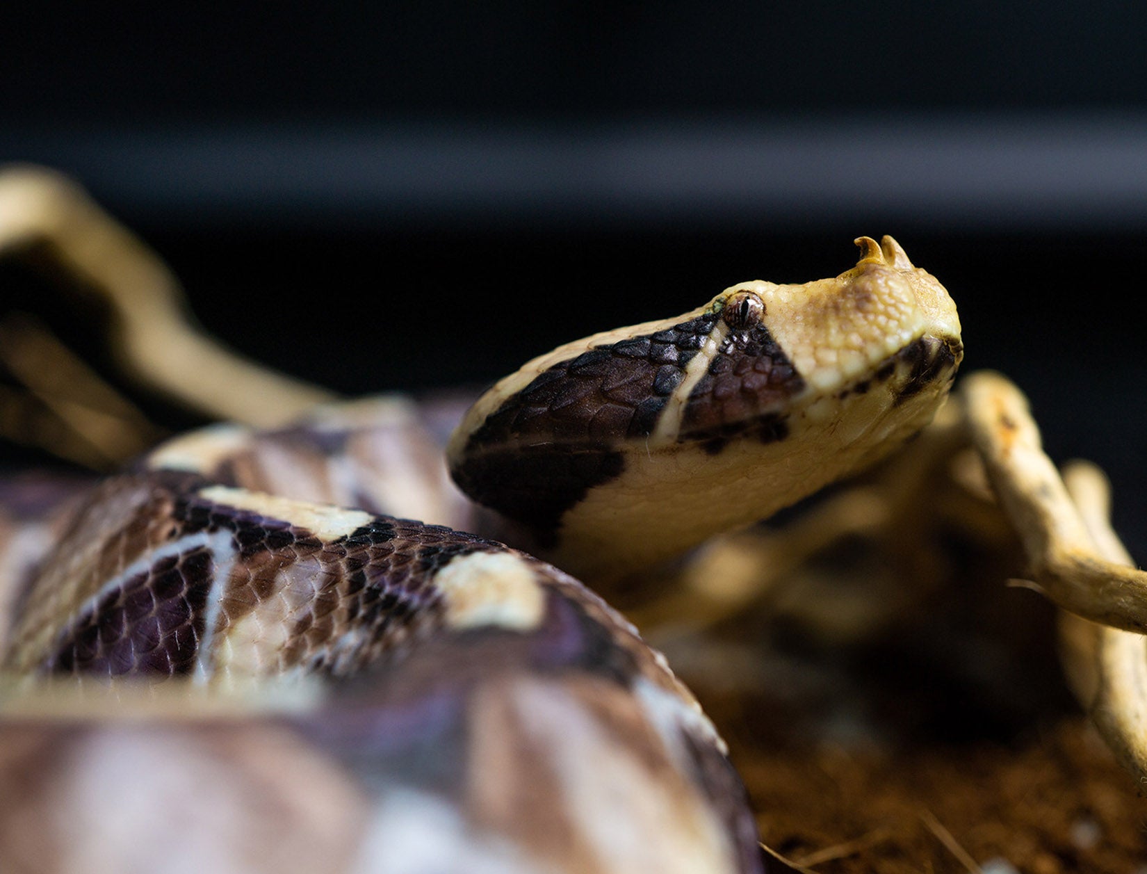 Snake Gorge Gaboon viper Model