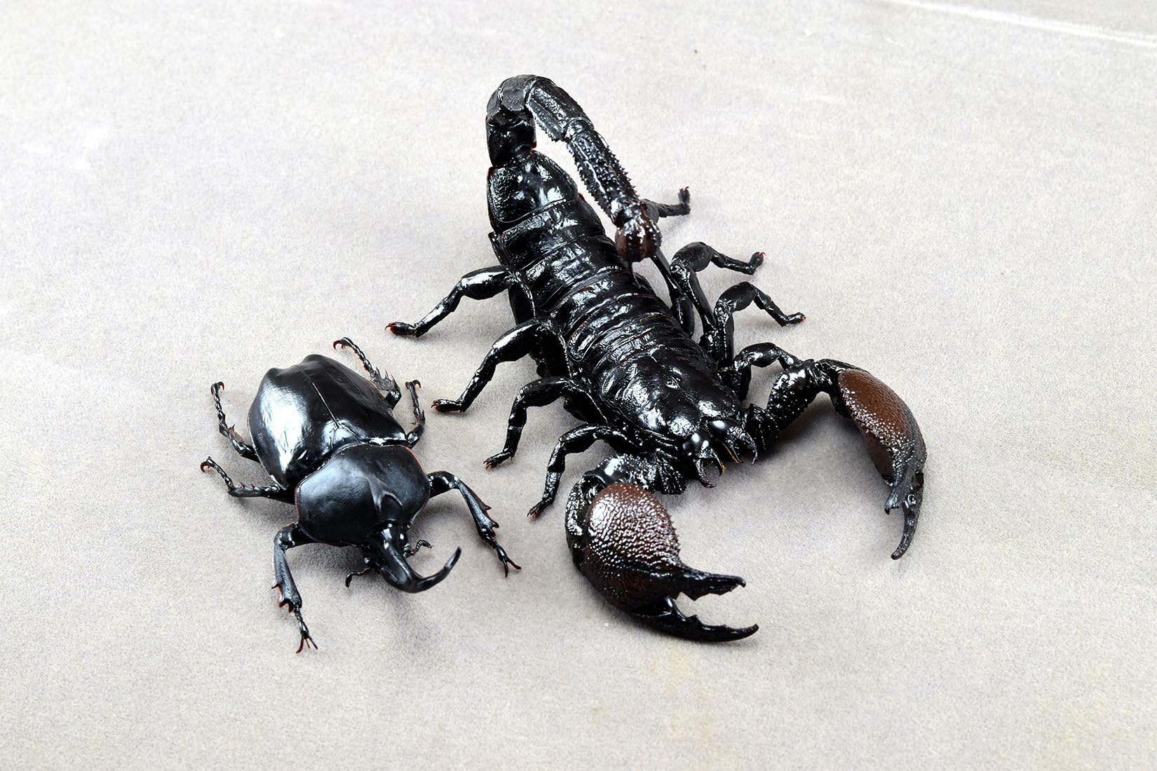 Nirvana Natural Studio Emperor scorpion Fridge Magnets Figure